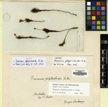 Type specimen at Edinburgh (E). Brown, Robert: . Barcode: E00007655.