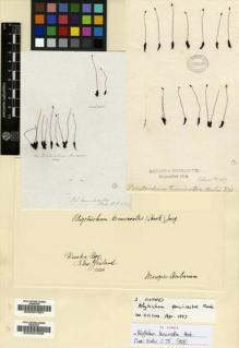 Type specimen at Edinburgh (E). Menzies, Archibald: . Barcode: E00007657.
