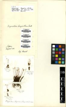 Type specimen at Edinburgh (E). Bisset, James: 108. Barcode: E00007660.