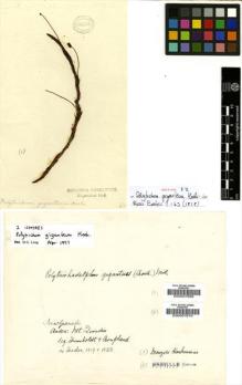 Type specimen at Edinburgh (E). Humboldt, Friedrich; Bonpland, Aime: . Barcode: E00007669.