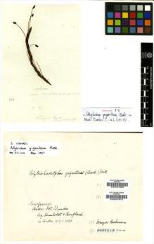 Type specimen at Edinburgh (E). Humboldt, Friedrich; Bonpland, Aime: . Barcode: E00007670.