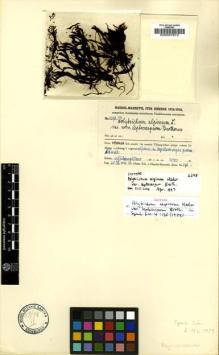 Type specimen at Edinburgh (E). Handel-Mazzetti, Heinrich: 4298. Barcode: E00007672.