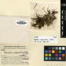 Type specimen at Edinburgh (E). Handel-Mazzetti, Heinrich: 8244. Barcode: E00007673.