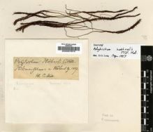 Type specimen at Edinburgh (E). Hoehnel: . Barcode: E00007675.