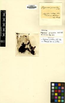 Type specimen at Edinburgh (E). Lorentz, Paul: . Barcode: E00007676.