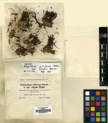 Type specimen at Edinburgh (E). Bauer, Ernst: 137. Barcode: E00007677.