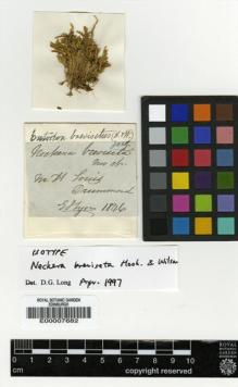 Type specimen at Edinburgh (E). Drummond, Thomas: . Barcode: E00007682.