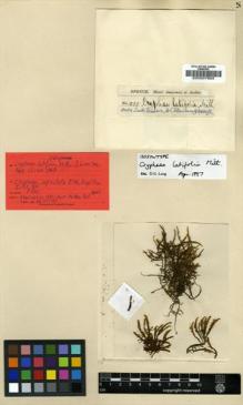Type specimen at Edinburgh (E). Spruce, Richard: 1280. Barcode: E00007683.