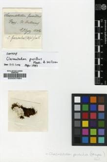 Type specimen at Edinburgh (E). : . Barcode: E00007684.