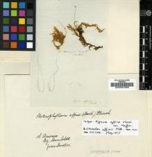 Type specimen at Edinburgh (E). Humboldt, Friedrich: . Barcode: E00007698.