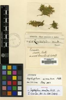 Type specimen at Edinburgh (E). Spruce, Richard: 612. Barcode: E00007712.