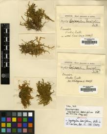 Type specimen at Edinburgh (E). Spruce, Richard: 784. Barcode: E00007713.