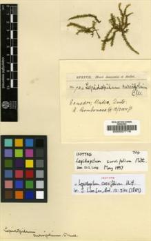 Type specimen at Edinburgh (E). Spruce, Richard: 724. Barcode: E00007716.