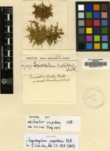 Type specimen at Edinburgh (E). Spruce, Richard: 757. Barcode: E00007717.