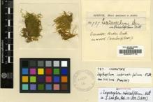 Type specimen at Edinburgh (E). Spruce, Richard: 787. Barcode: E00007719.