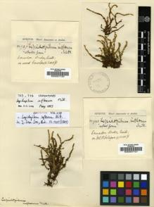 Type specimen at Edinburgh (E). Spruce, Richard: 727. Barcode: E00007720.