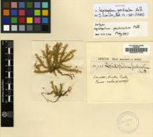 Type specimen at Edinburgh (E). Spruce, Richard: 738. Barcode: E00007723.
