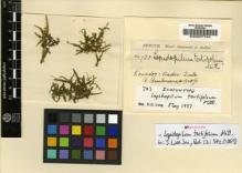 Type specimen at Edinburgh (E). Spruce, Richard: 783. Barcode: E00007724.