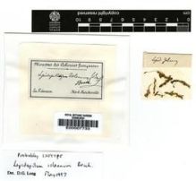 Type specimen at Edinburgh (E). Bescherelle: . Barcode: E00007733.