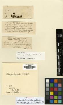Type specimen at Edinburgh (E). Ule, Ernst: . Barcode: E00007736.