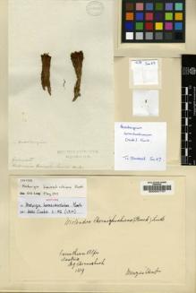 Type specimen at Edinburgh (E). Hornschuch, C.: . Barcode: E00007737.