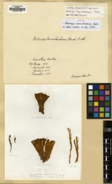 Type specimen at Edinburgh (E). Hornschuch, C.: . Barcode: E00007738.