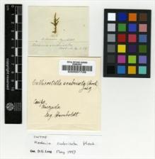 Type specimen at Edinburgh (E). Humboldt, Friedrich: . Barcode: E00007739.