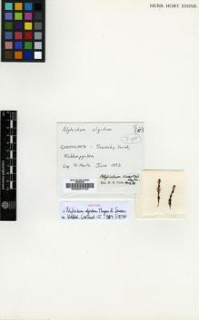 Type specimen at Edinburgh (E). Hartz, N.: . Barcode: E00007742.