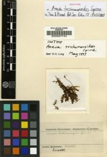 Type specimen at Edinburgh (E). Spruce, Richard: . Barcode: E00007744.