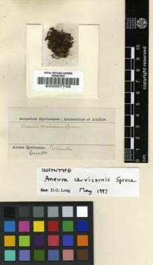 Type specimen at Edinburgh (E). Spruce, Richard: . Barcode: E00007748.