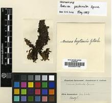 Type specimen at Edinburgh (E). Spruce, Richard: . Barcode: E00007749.