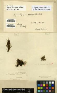 Type specimen at Edinburgh (E). Swartz, Olof: . Barcode: E00007752.