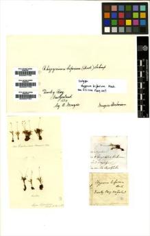 Type specimen at Edinburgh (E). Menzies, Archibald: . Barcode: E00007759.