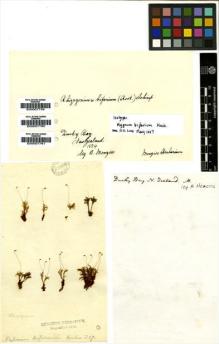 Type specimen at Edinburgh (E). Menzies, Archibald: . Barcode: E00007760.