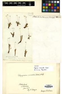 Type specimen at Edinburgh (E). Menzies, Archibald: . Barcode: E00007762.