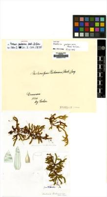 Type specimen at Edinburgh (E). Parker, Charles Sandbach: . Barcode: E00007770.