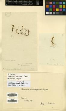Type specimen at Edinburgh (E). Humboldt, Friedrich: . Barcode: E00007771.