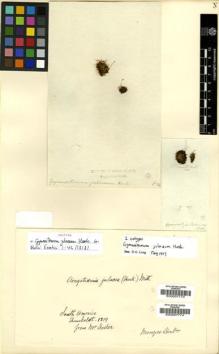 Type specimen at Edinburgh (E). Humboldt, Friedrich: . Barcode: E00007773.