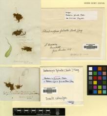 Type specimen at Edinburgh (E). Humboldt, Friedrich: . Barcode: E00007775.