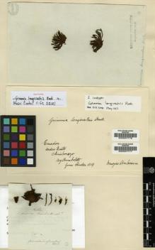 Type specimen at Edinburgh (E). Humboldt, Friedrich: . Barcode: E00007776.