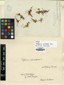 Type specimen at Edinburgh (E). Menzies, Archibald: . Barcode: E00007785.