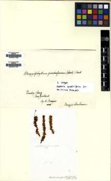 Type specimen at Edinburgh (E). Menzies, Archibald: . Barcode: E00007789.
