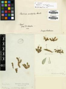 Type specimen at Edinburgh (E). Hooker, Joseph: . Barcode: E00007792.