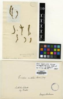 Type specimen at Edinburgh (E). : . Barcode: E00007793.