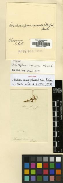 Type specimen at Edinburgh (E). Chamisso, Adelbert: . Barcode: E00007794.
