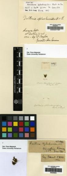 Type specimen at Edinburgh (E). Taylor, Thomas: . Barcode: E00007797.