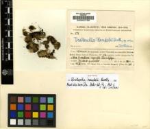 Type specimen at Edinburgh (E). Handel-Mazzetti, Heinrich: 558. Barcode: E00007798.