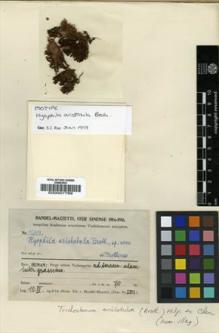 Type specimen at Edinburgh (E). Handel-Mazzetti, Heinrich: 11603. Barcode: E00007799.