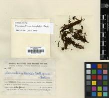 Type specimen at Edinburgh (E). Handel-Mazzetti, Heinrich: 450. Barcode: E00007800.