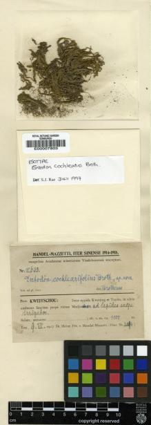 Type specimen at Edinburgh (E). Handel-Mazzetti, Heinrich: 10633. Barcode: E00007803.